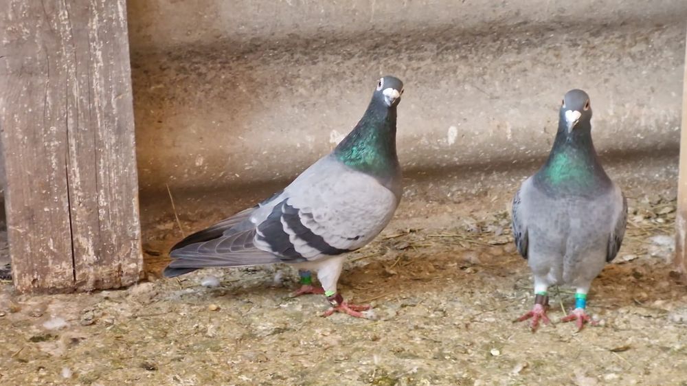Porumbei voiajor