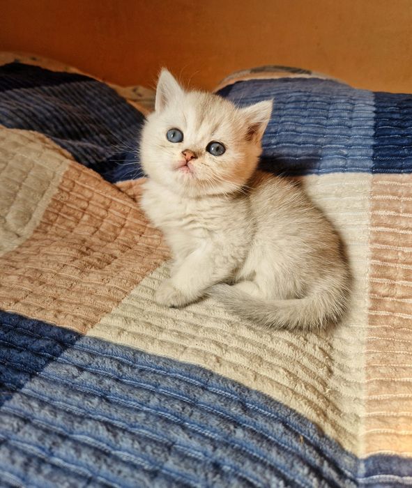 Семья британцев продам