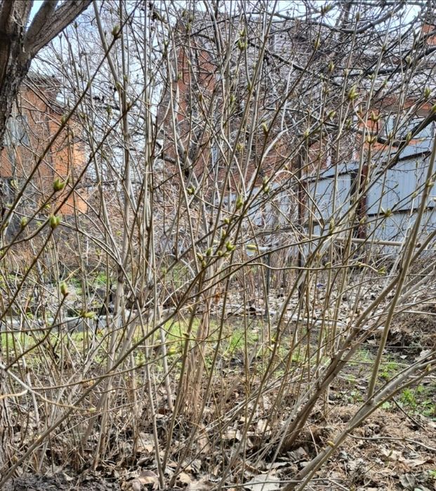 Продам саженцы сирени