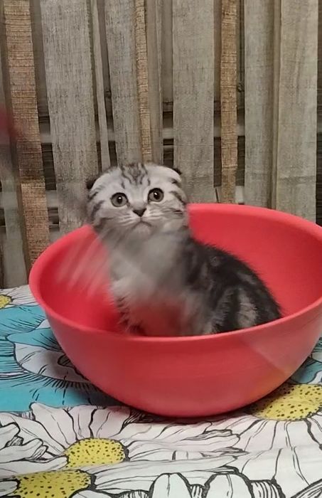 Скоттиш фолд. Девочка.