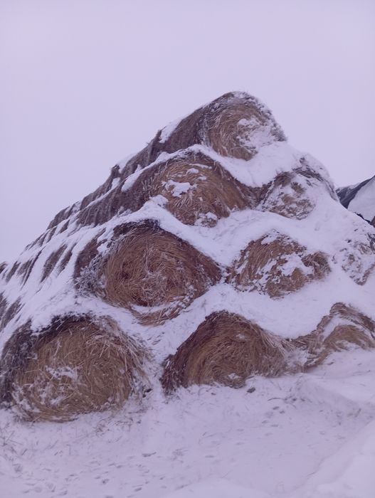 Продам сено прошлогоднее