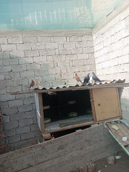 Qopqon va juk kabutarlari sotiladi