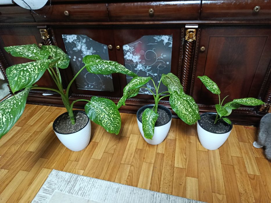 Диффенбахия цветок комнатный Каскелен