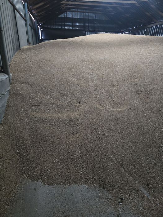 Grâu producția 2025