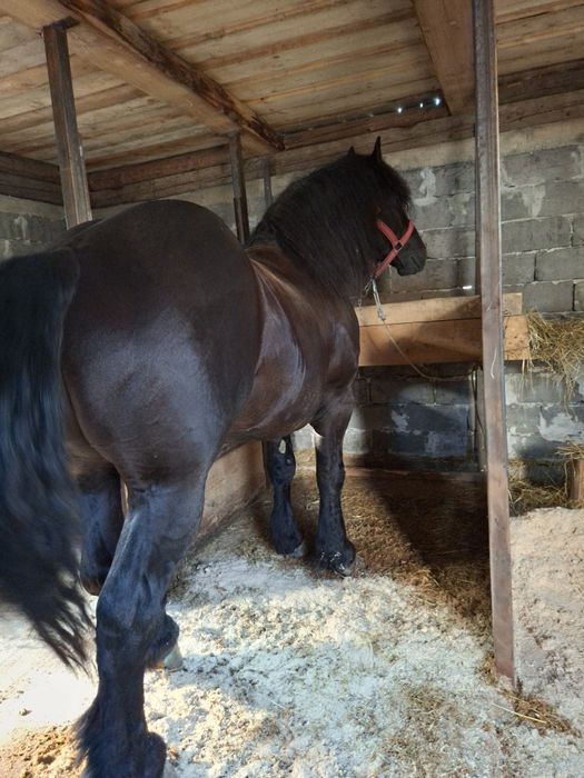 Vând armăsar de 6 ani