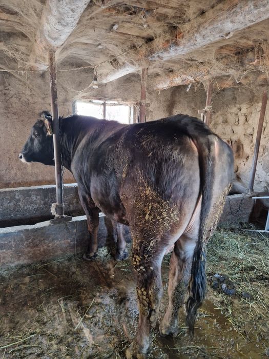 Бык племянной алатауский