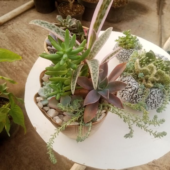 Суккуленты и композиции,выращенные в Алматы