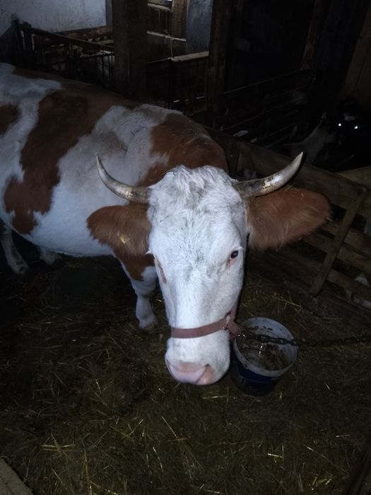 Vaca tânără de vanzare