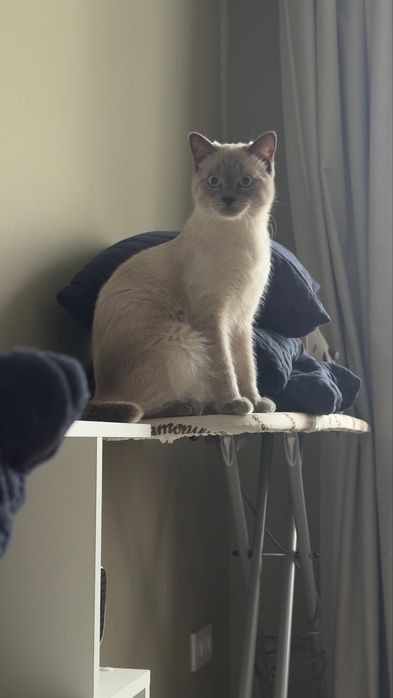 Отдам кота в хорошие руки