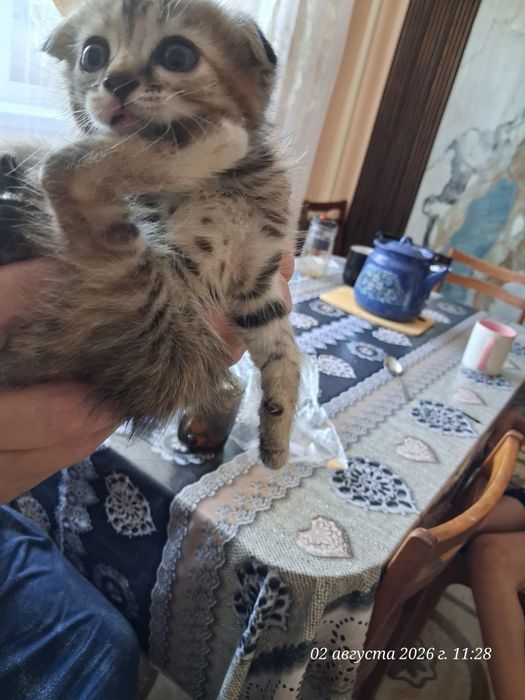 Продам веслоухих котят