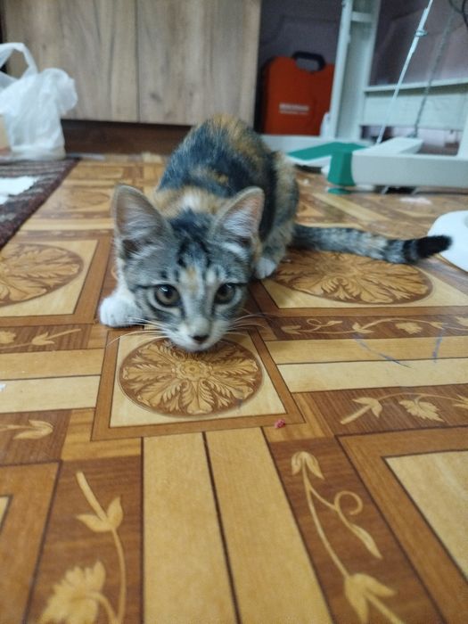 Черно оранжевый котенок