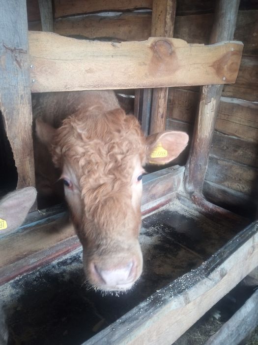 Продам бычков на племя