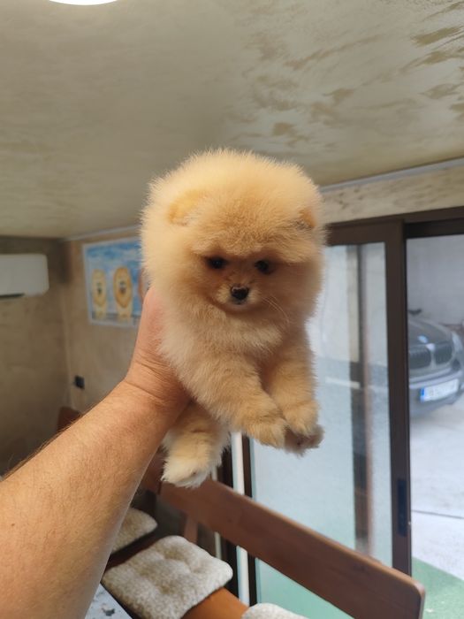 Померан мини мъжко и женско