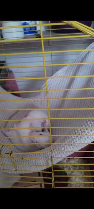 Продам крысят Альбиносов.