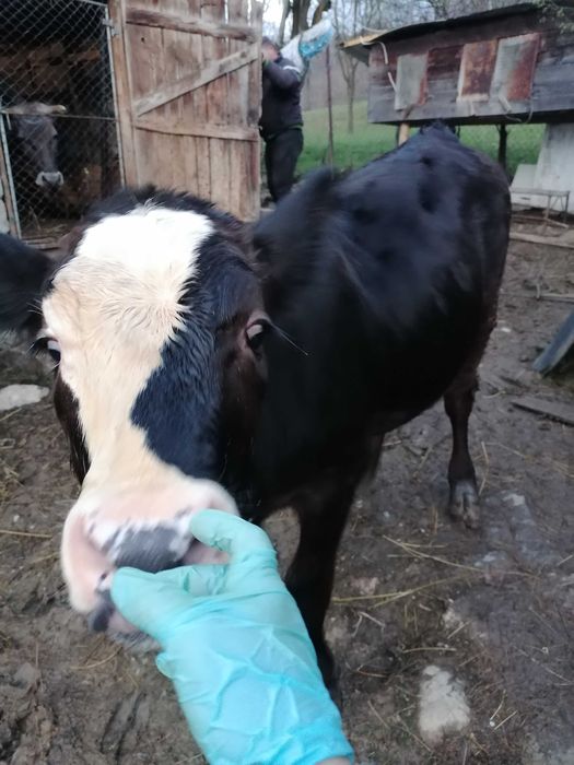 Vand juninca Angus cu vițica