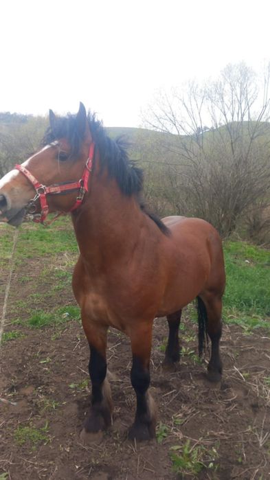 Vând sau schimb cu o mânză