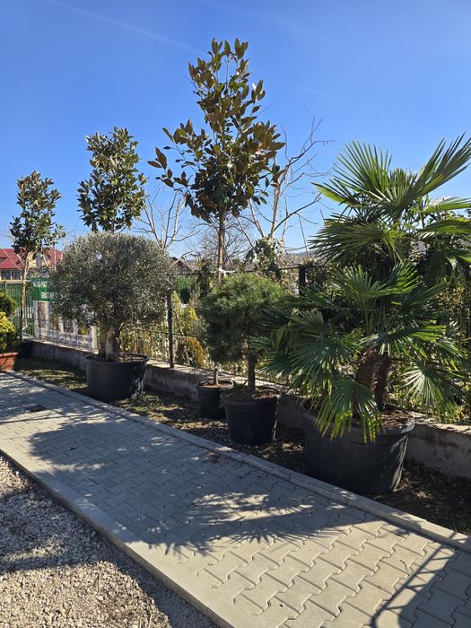 Palmier trachycarpus,leylandii ,photinia,maslin