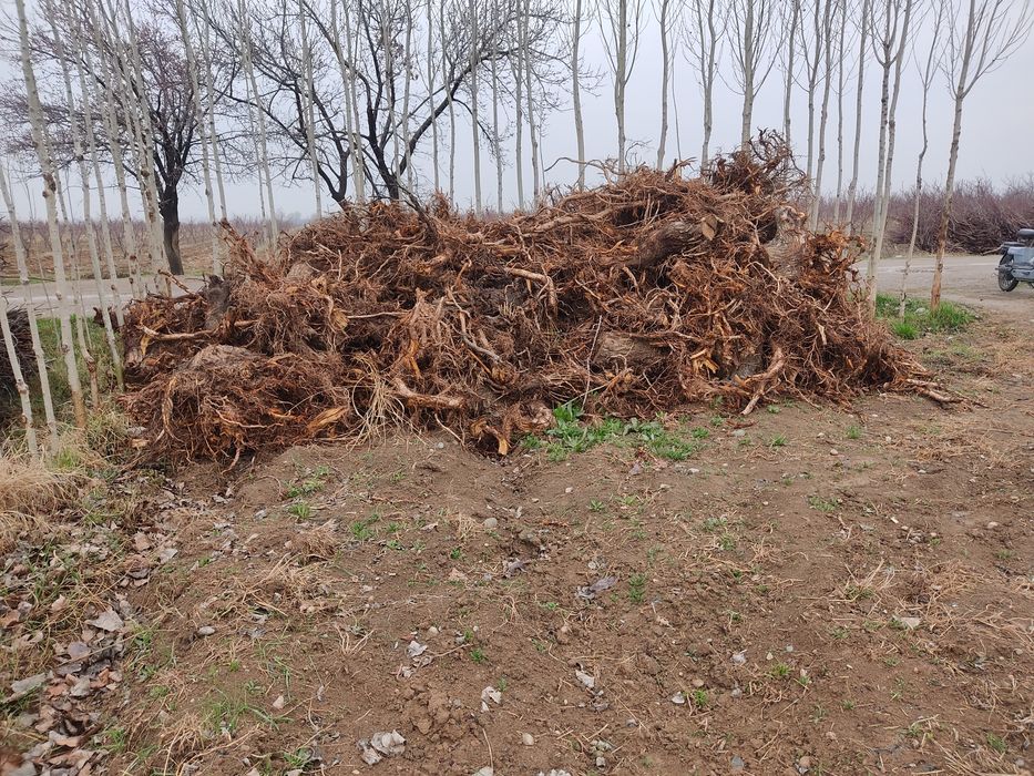 Утинлар сотилади срочно.