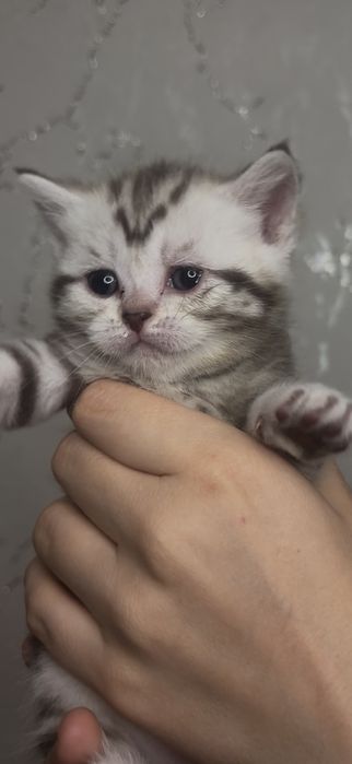 Вислоухие котята