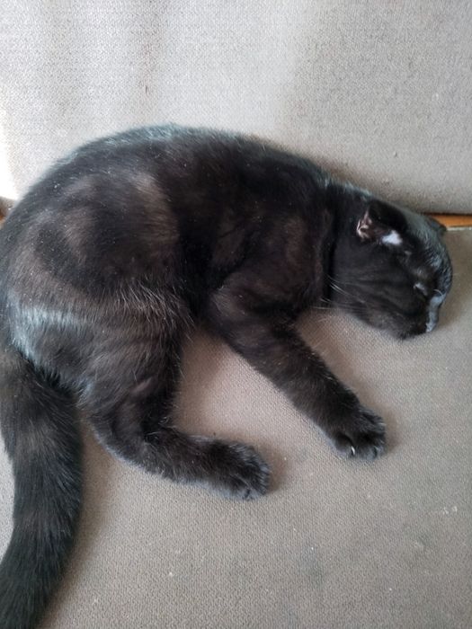 Продам котёнка скотишфолд