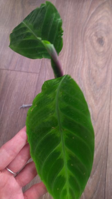 Калатея Варшевича