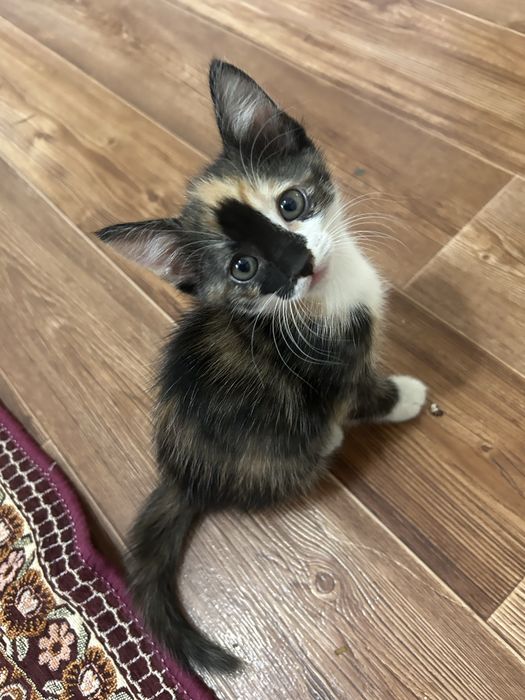 Котёнка отдам в добрые руки