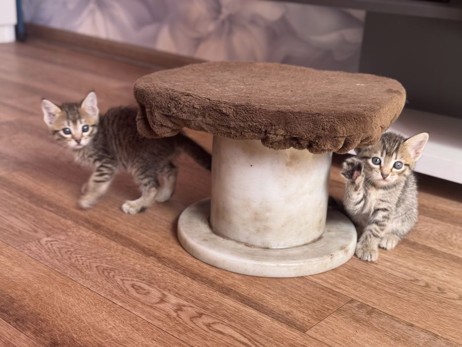 Породистые котята бесплатно