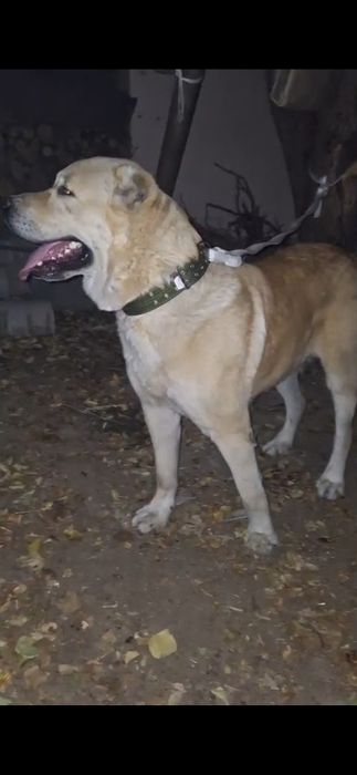 продаёт собака кушик 1 жас 4 ай