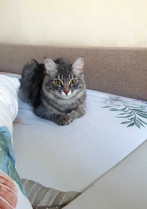 Лтдадим принцессу в хорошие руки