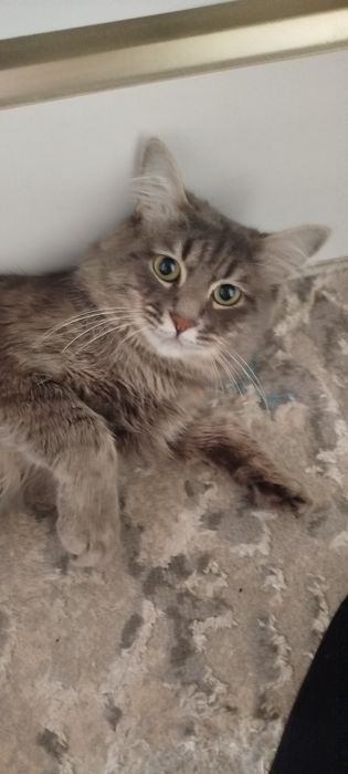 May kun metis sotladi