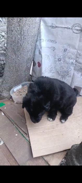 Отдам щенка в добрые руки, девочка