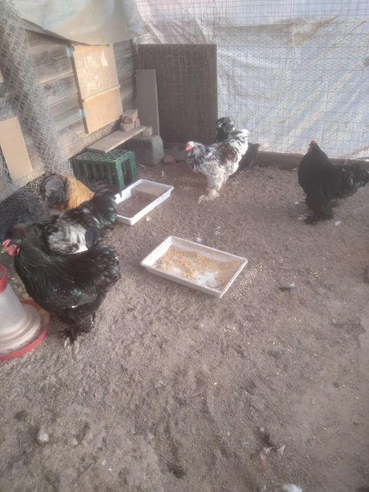 Brahma, vanzare sau schimb