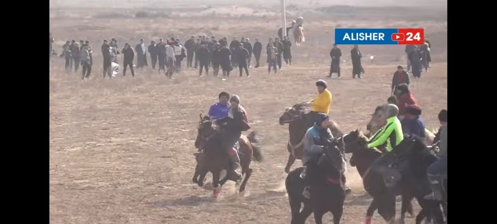 Uloqchi OT sotiladi qora peshana oq