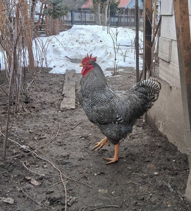 Cocoș plymouth rock