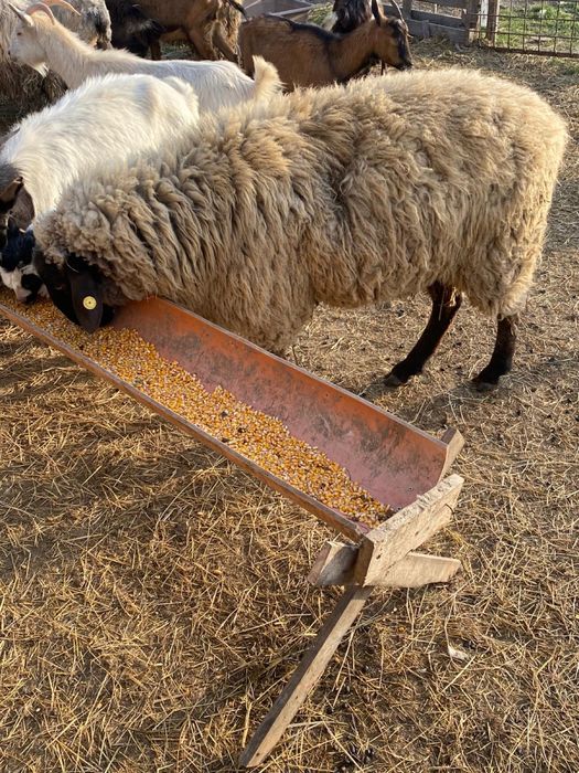 berbec tigaie cu suffolk de un an