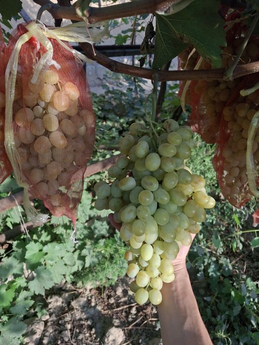 Juda shirin buvaki va toğ uzumlari