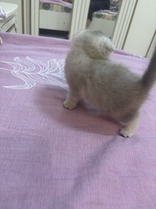 шотландские котята