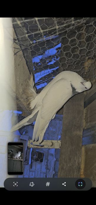 Femela gusat de pomerania