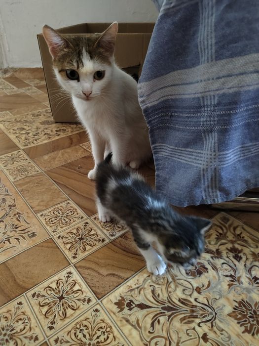 Котик мальчик остался один.