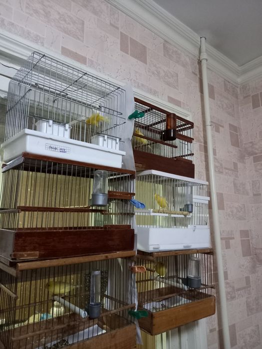 Канарейка нарла сотилади