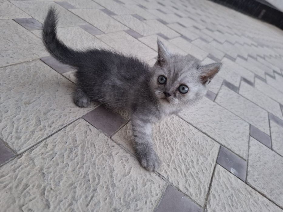 Veterenar korigidan o'tgan