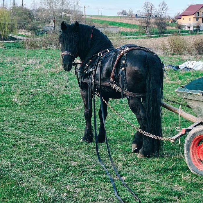 De vânzare armăsar în vârstă 3 ani