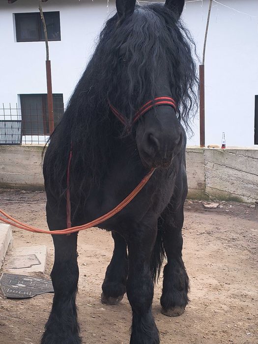 Armăsar de vânzare sau schimb