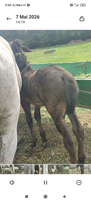 Vînd iapă cu mînză de o lună jumate