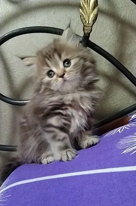 Прямоухая девочка