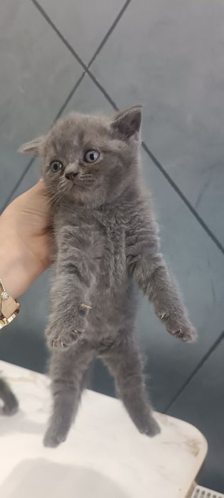 Britanskiy mushuk sotiladi