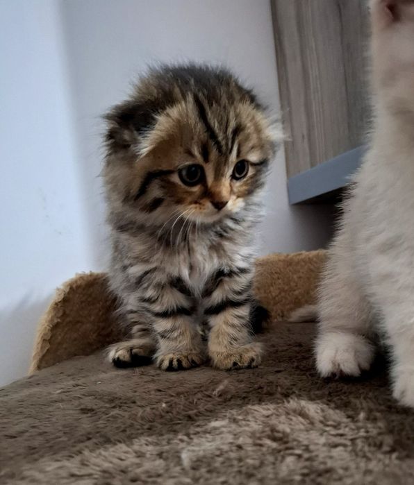 Срочно продаётся котёнок скоттиш фолд