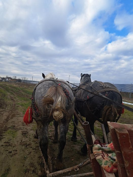 Vand 2 iepe una de 4 ani si una 5 gestante foarte bune la caruta