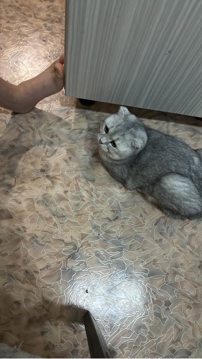 Вислоухая шиншилла