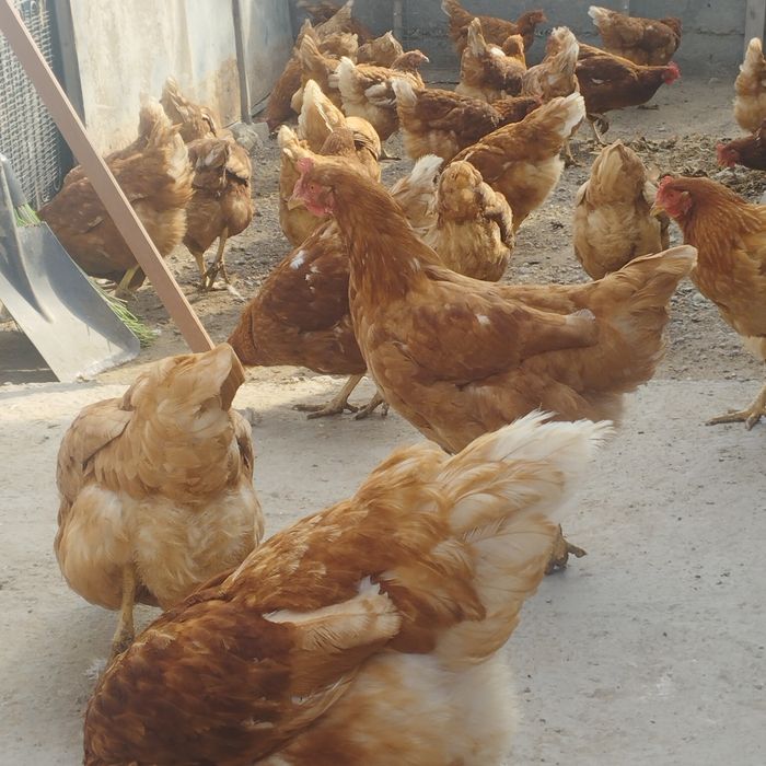 Продам куры домашние